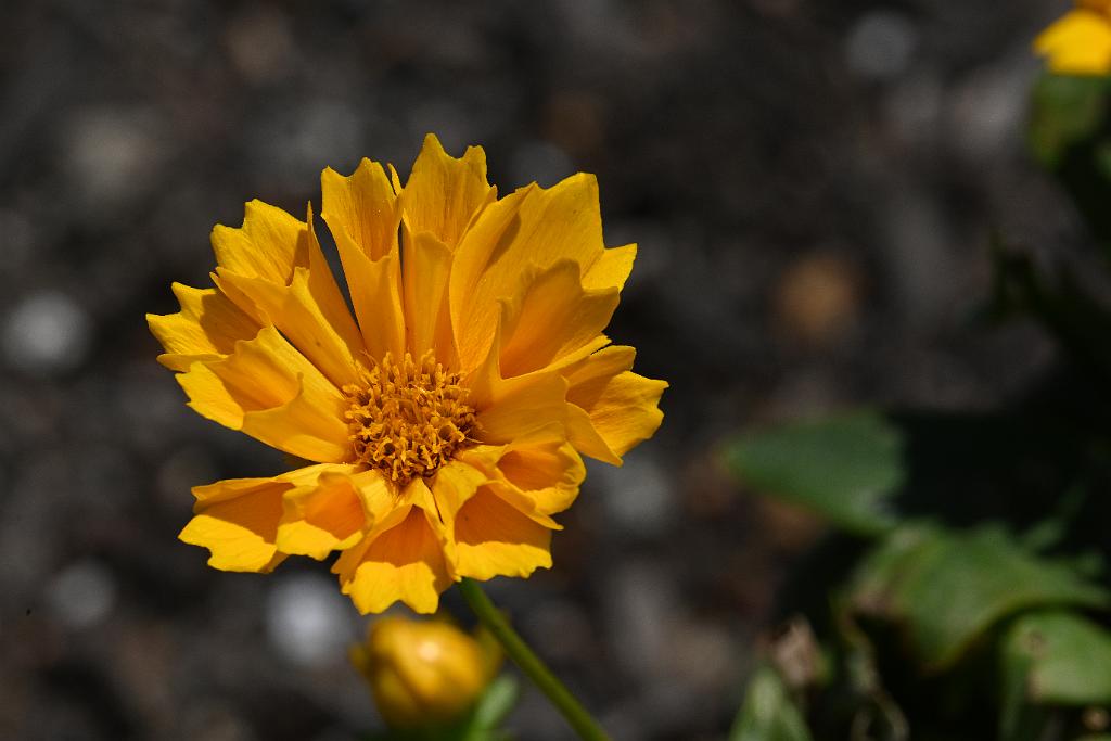 2025-08080013 Tower Hill Botanaic Garden, MA.JPG - Coreopsis (Coreopsis 'Jethro Tull'). New England Botanic Garden at Tower Hill, MA, 8-8-2025